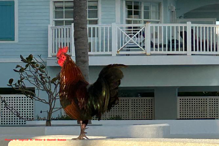Ein Gockel in Key-West.